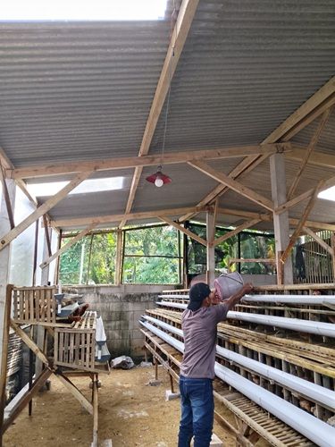 PETERNAKAN AYAM PETELUR BUMDES TERUNG BERKARYA PERKUAT KETAHANAN PANGAN DESA