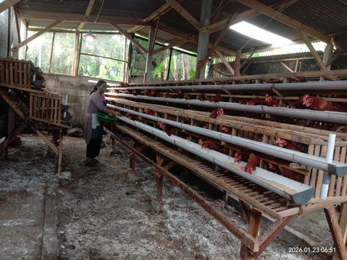 UNIT PETERNAKAN AYAM PETELUR, HARAPAN BARU BUMDES TERUNG BERKARYA DESA TERUNG
