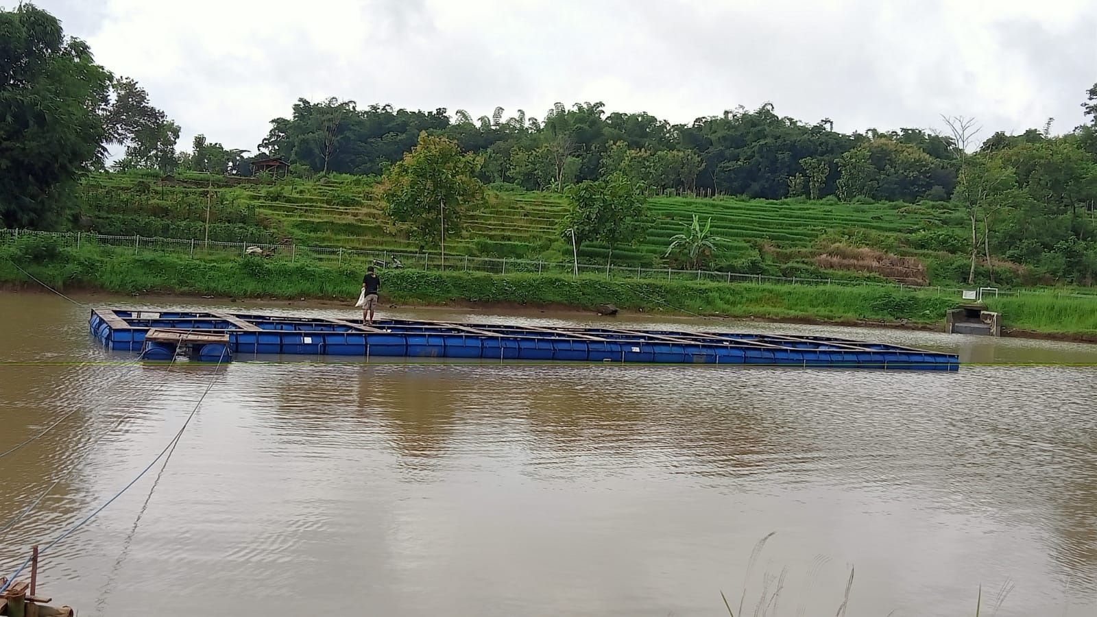 GELIAT KARAMBA EMBUNG SIDOMAS, TEBAR UMPAN PANEN KEMUDIAN